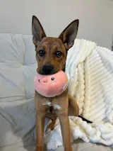 Mrs Peachy (2-in-1 Toy)