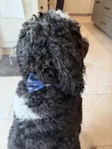 Pack Leashes