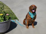 Pineapple Harness Collection