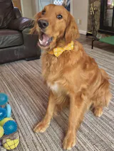 Pack Leashes