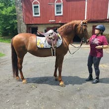 Custom Lemons and Bees Saddle Pad