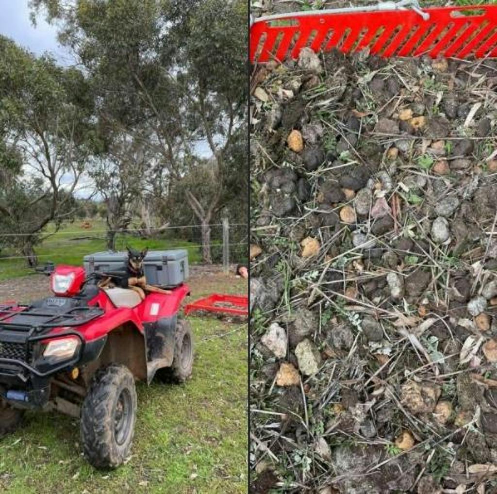 Paddock Blade Horse Manure Collector Cherry Red | Premium Australian Made