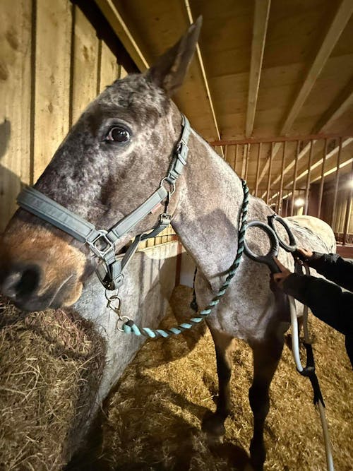 Equine PMST Therapy Device | Advanced Electromagnetic Equine Therapy | Paddock Pulse Pro