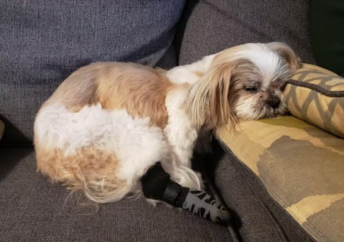 TigerToes PADO – Chaussettes chien antidérapantes premium 