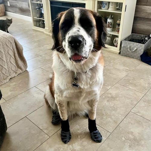 TigerToes PADO – Chaussettes chien antidérapantes premium 