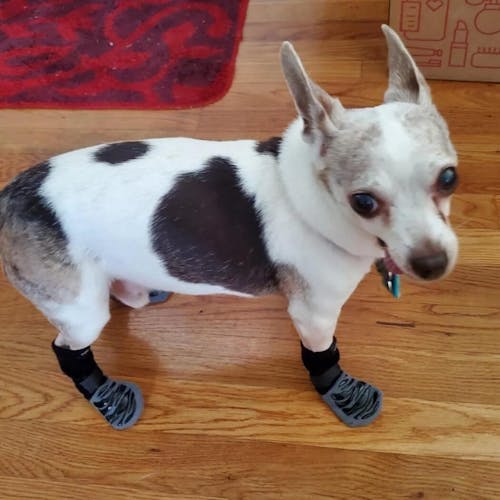 TigerToes PADO – Chaussettes chien antidérapantes premium 