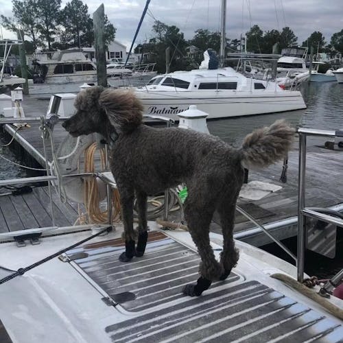 TigerToes PADO – Chaussettes chien antidérapantes premium 