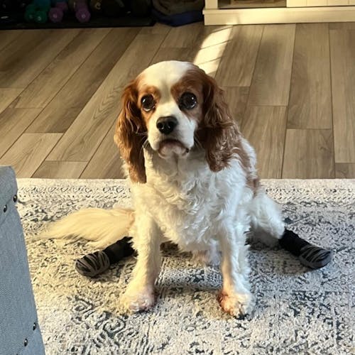 TigerToes PADO – Chaussettes chien antidérapantes premium 