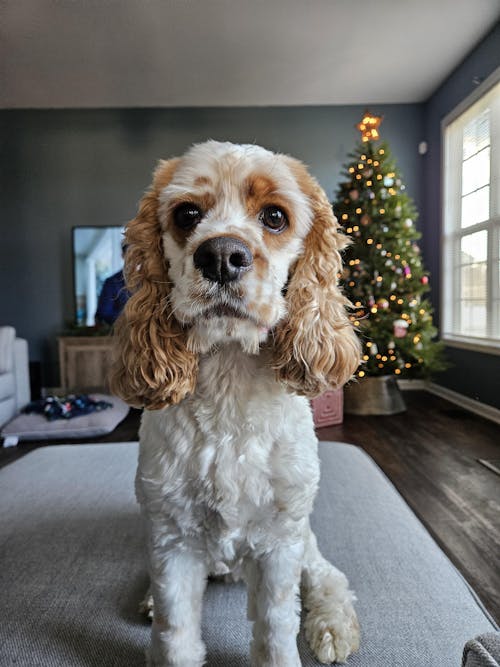 Custom Hand-Painted Pet Portrait (One or Multiple Photos merged)