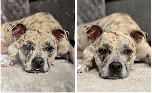 Custom Paint by Numbers from Your Photo