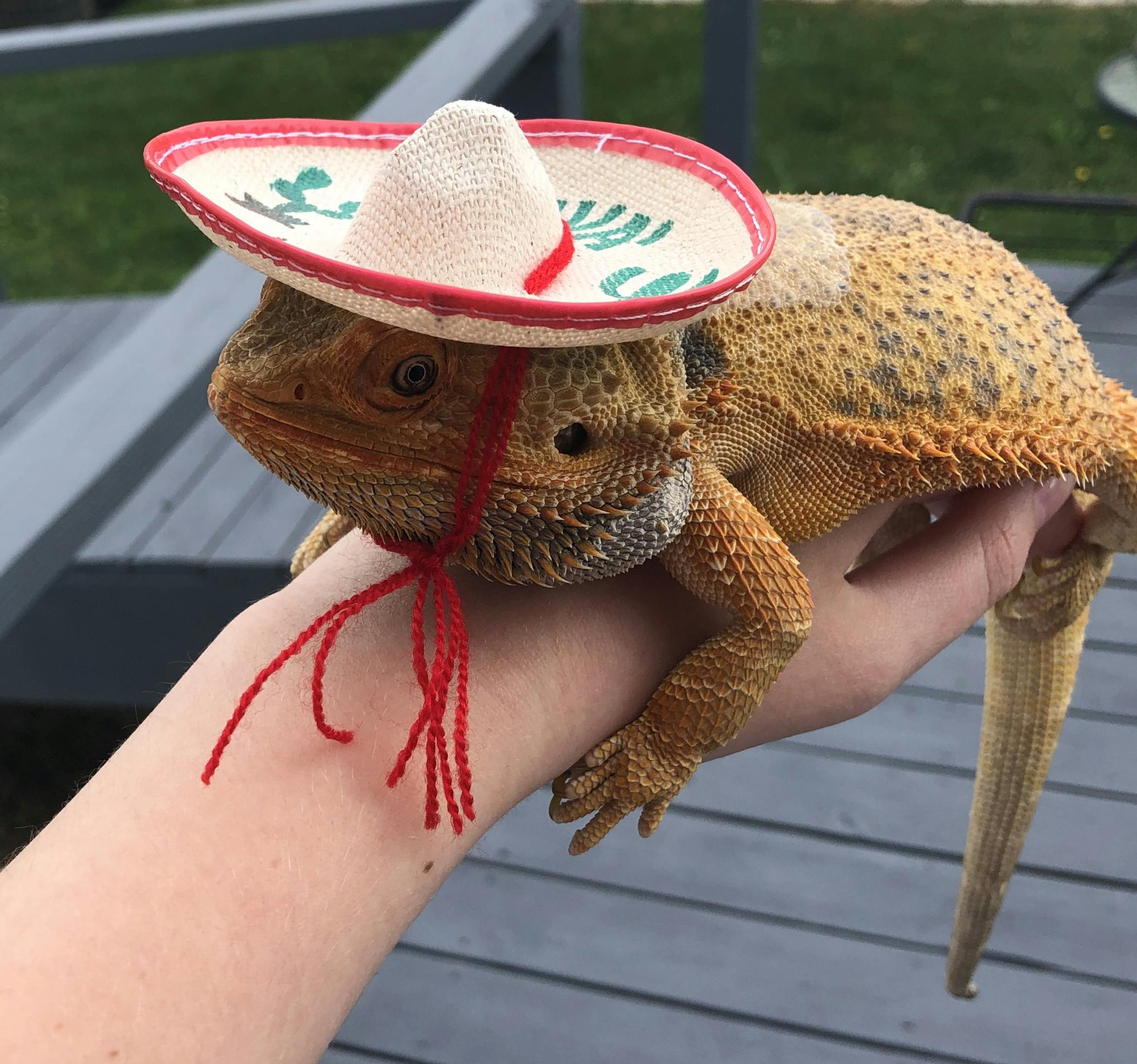 bearded dragon sombrero