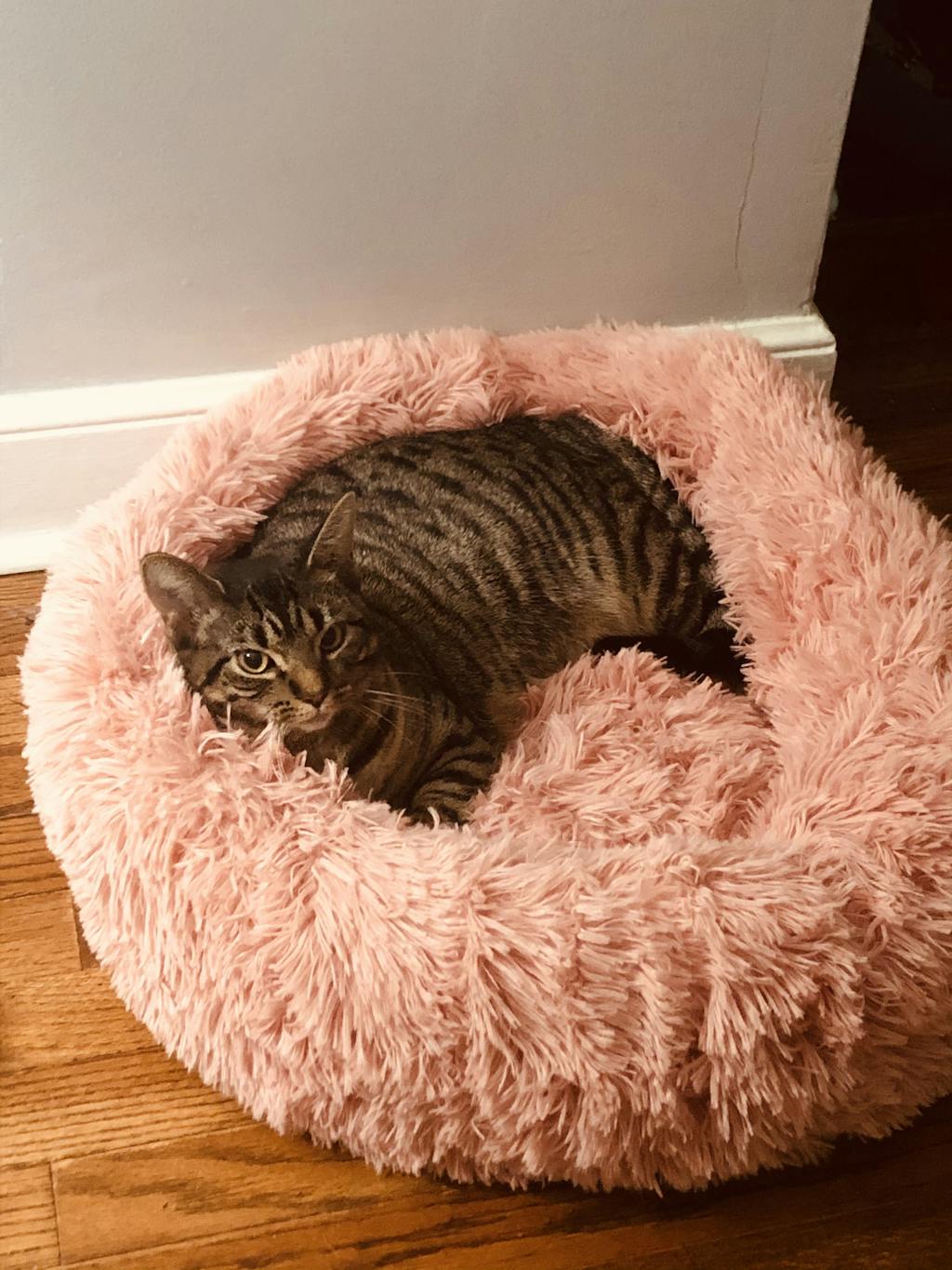 The Original Marshmallow Cat Bed Soft, Comfy & Fluffy Paper Sparrows