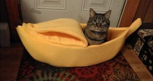 Banana Cat Bed