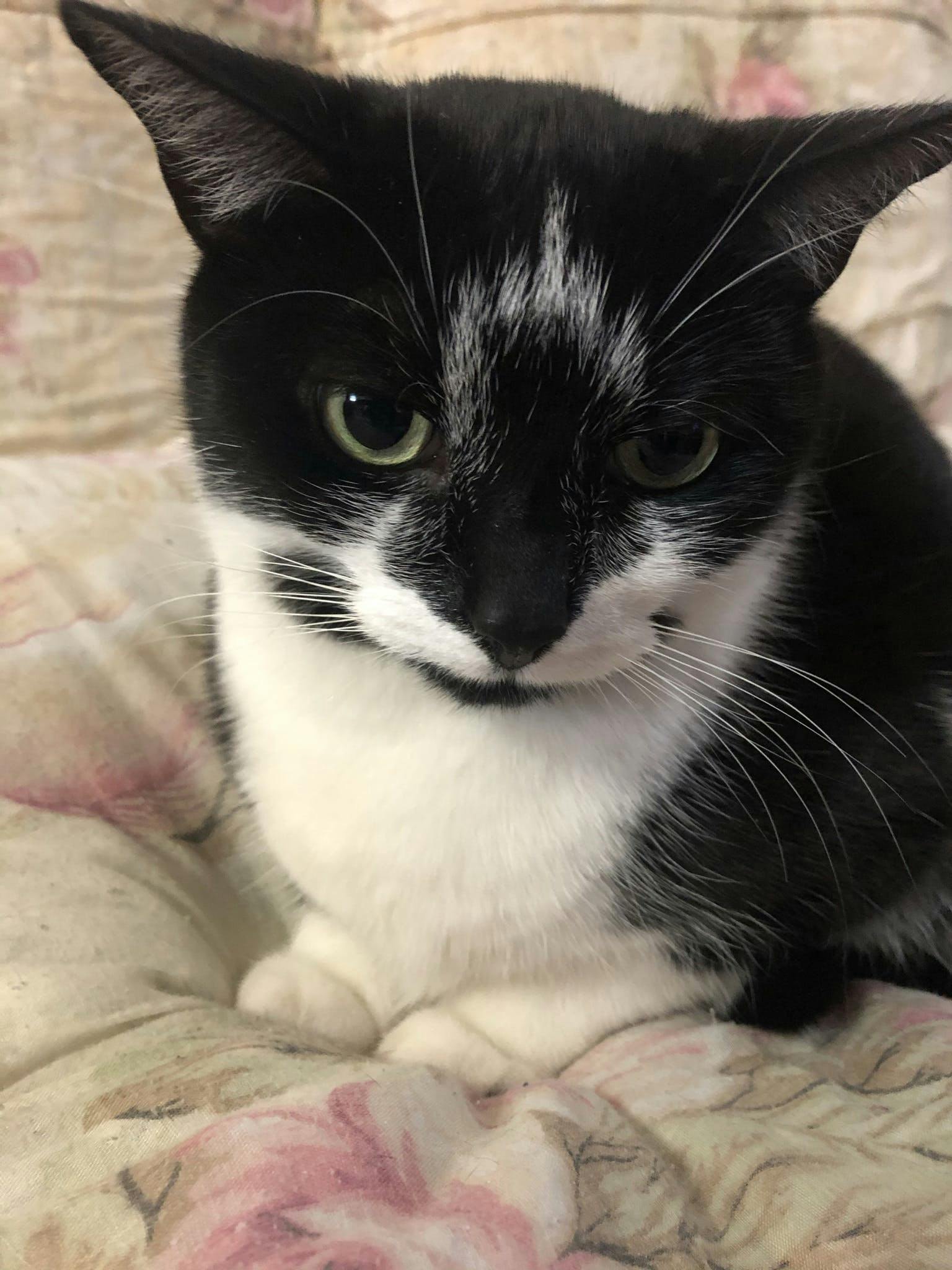 cat with bowser backpack