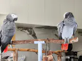 TOP's Parrot Food Large Pellets