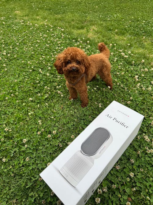 Partiküle Air Purifier