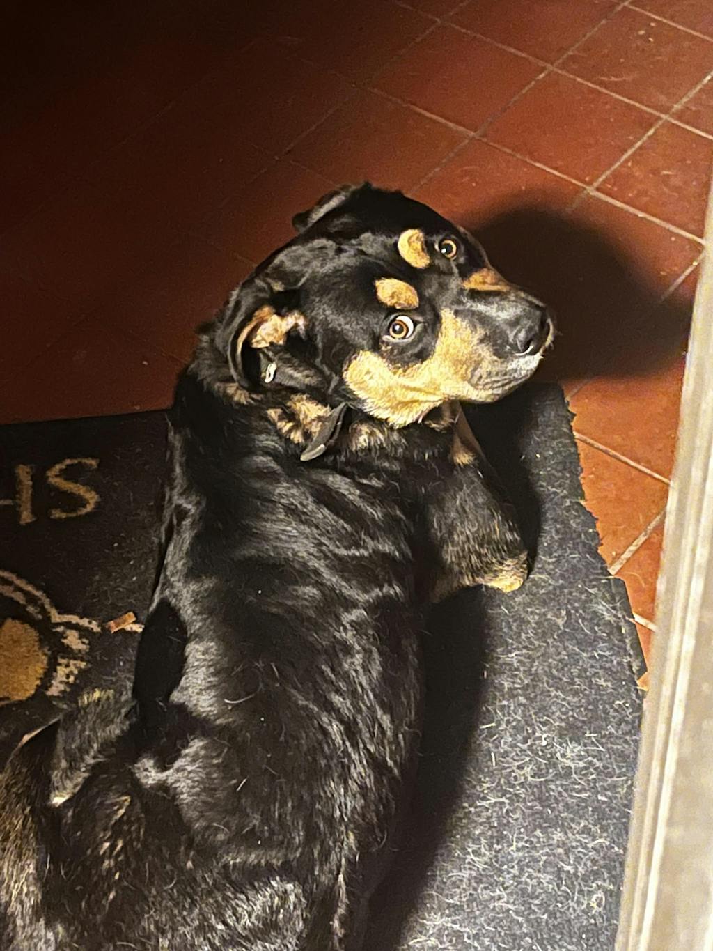 301 Dog Training Collar（Large Breed） PATPET