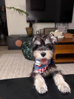 Bandana per Animali in Denim e Quadretti Vintage – Stile Morbido con Audaci Dettagli a Bottoni Rossi