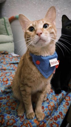 Bandana per Animali in Denim e Quadretti Vintage – Stile Morbido con Audaci Dettagli a Bottoni Rossi