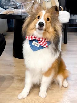 Bandana per Animali in Denim e Quadretti – Stile Rustico con Allegro Fiocco Rosso