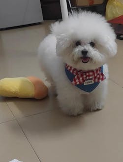 Bandana per Animali in Denim e Quadretti – Stile Rustico con Allegro Fiocco Rosso