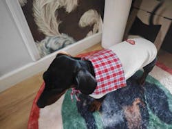 Camicia a Quadretti Rossa per Animali – Morbida Maglietta in Cotone con Colletto a Quadri