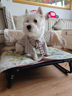 Maglietta a Righe Vintage per Animali con Cravattino Classico – Look Raffinato per Animali