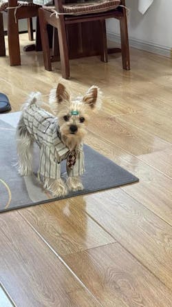 Maglietta a Righe Vintage per Animali con Cravattino Classico – Look Raffinato per Animali