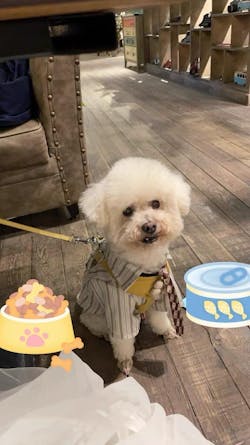 Maglietta a Righe Vintage per Animali con Cravattino Classico – Look Raffinato per Animali