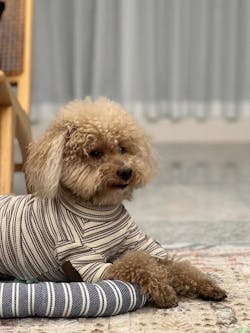 Maglietta a Righe Avorio e Caramello – Fascino Accademico Vintage e Comfort Accogliente per  Pets