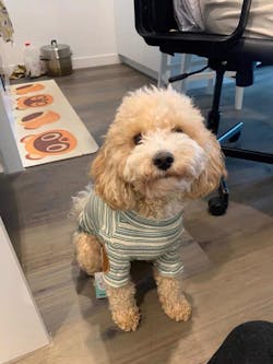 Maglietta a Righe Verde e Bianco – Eleganza Vintage e Comfort Accogliente per Pets