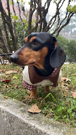 Giacca imbottita color kaki per cani – Cappotto caldo con ricami, comodo per l’autunno e l’inverno