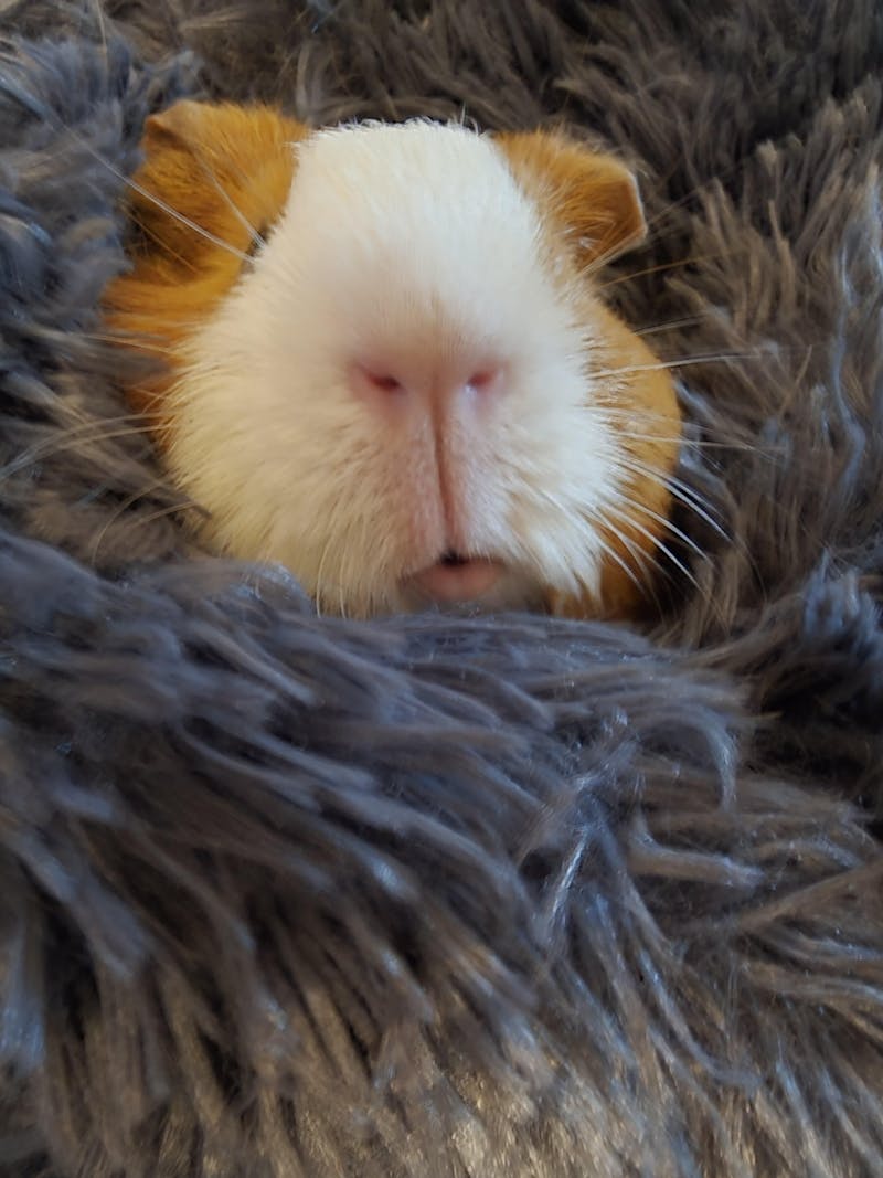 Furr-O® Burrowing Pet Bed