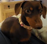 Emma Swarovski®  Baby Pink Dog Collar 