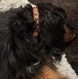 Suede Evil Eye Dog Collar | Cinnamon ⚜️