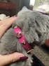 Alice Swarovski Hot Pink Cat Collar