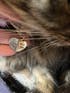 Harper Swarovski Purple Cat Collar