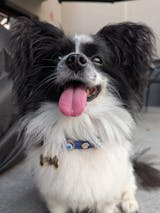 Evil Eye Dog Collar Royal Blue 