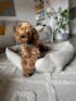 Hundebett EMMA Beige
