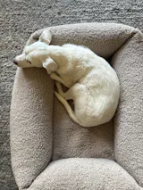 Hundebett SVEN Teddy Greige