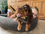 Hundebett SVEN Teddy Braun