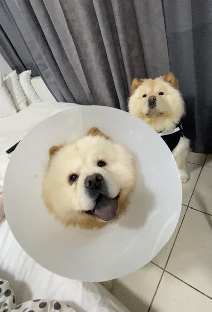 Chow Chow Dog Shedding Chow Chow Couch Potato Dog Breed Chow Chow