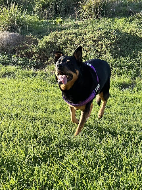 Harness