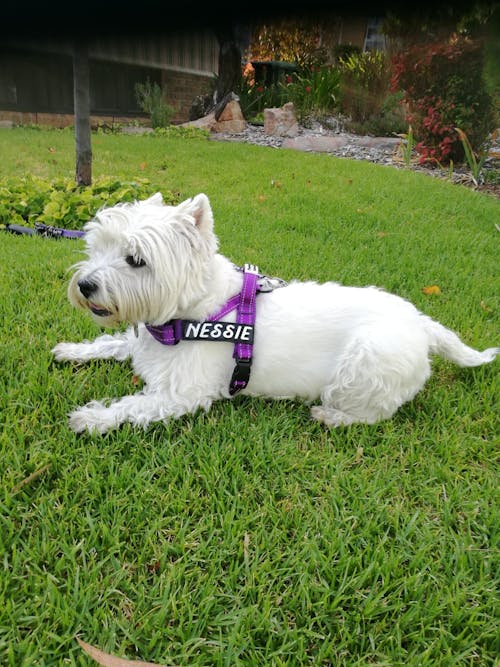 Harness