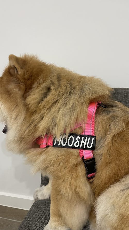 Harness