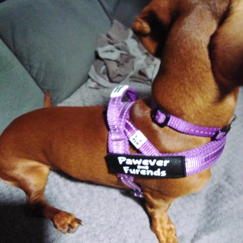 Harness