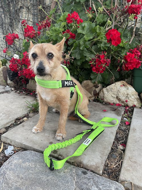 Harness