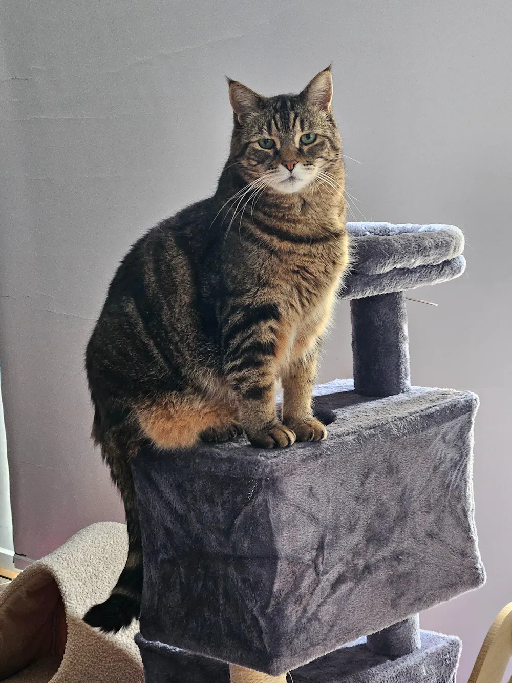 Real cat on Pawever Plus