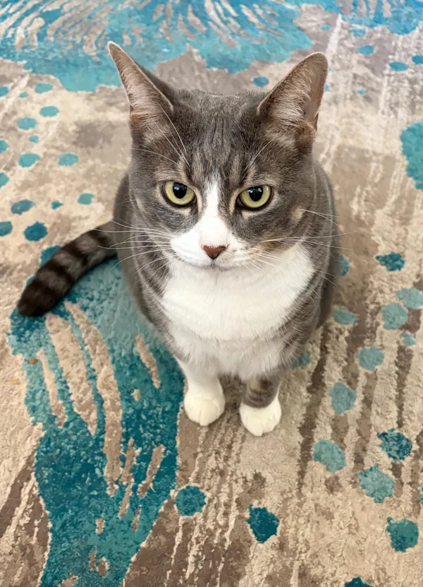 Julia S.'s cat