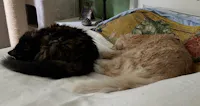 Senior cats